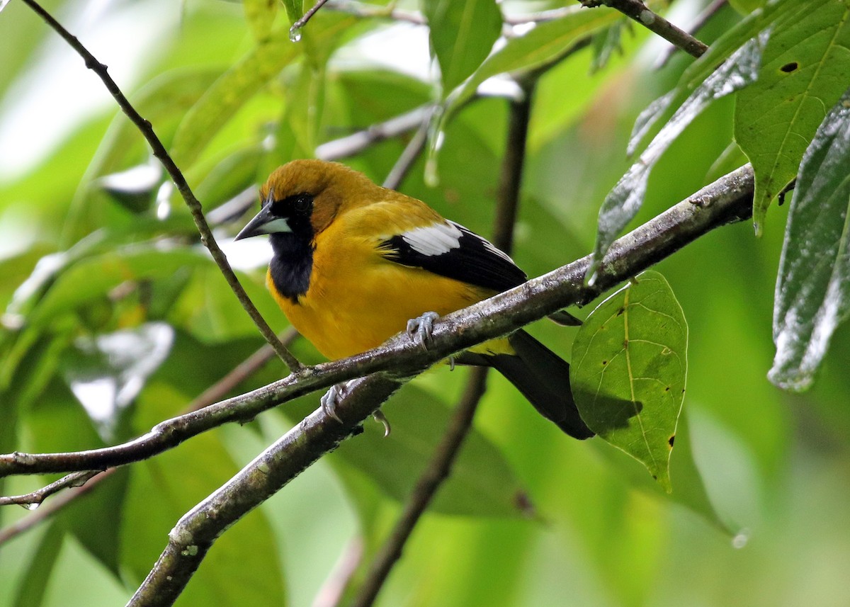 Jamaican Oriole - ML196870371