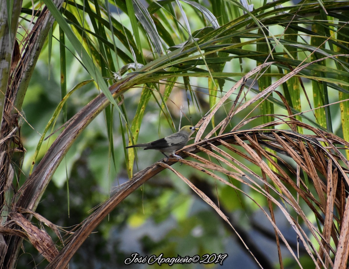 Palm Tanager - ML196870721