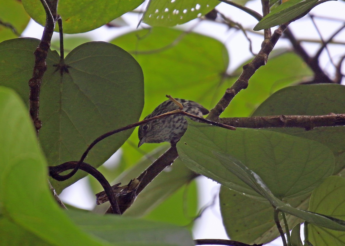 Arrowhead Warbler - Noreen Baker