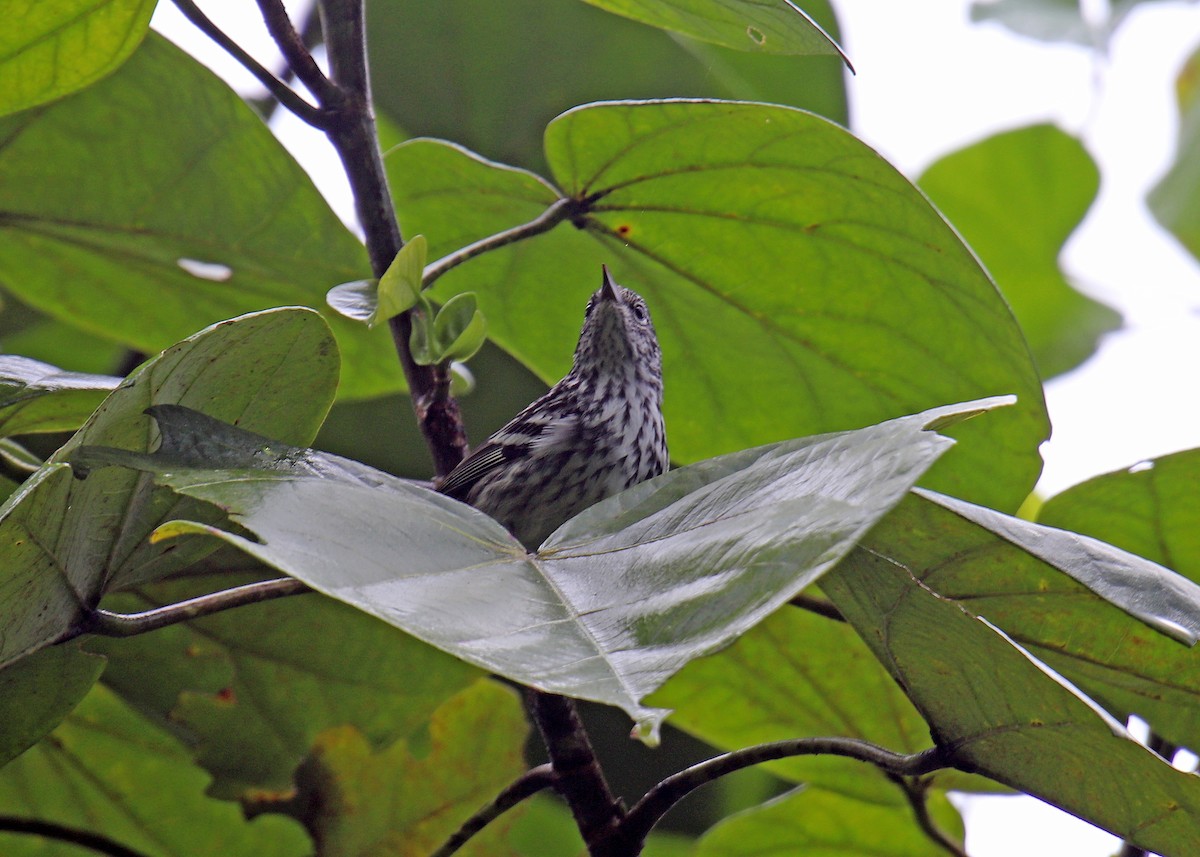 Arrowhead Warbler - ML196870921