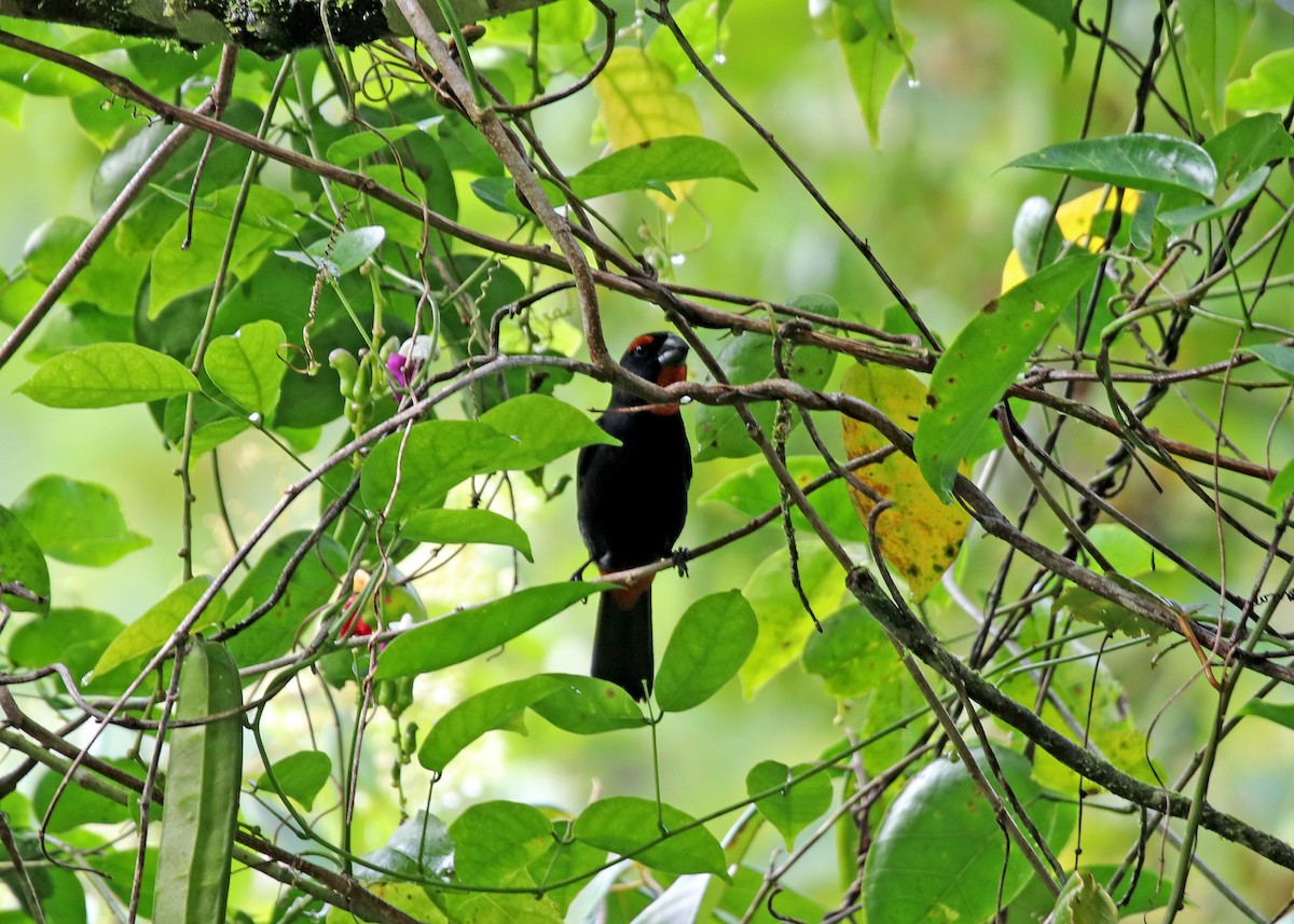 Greater Antillean Bullfinch - Noreen Baker