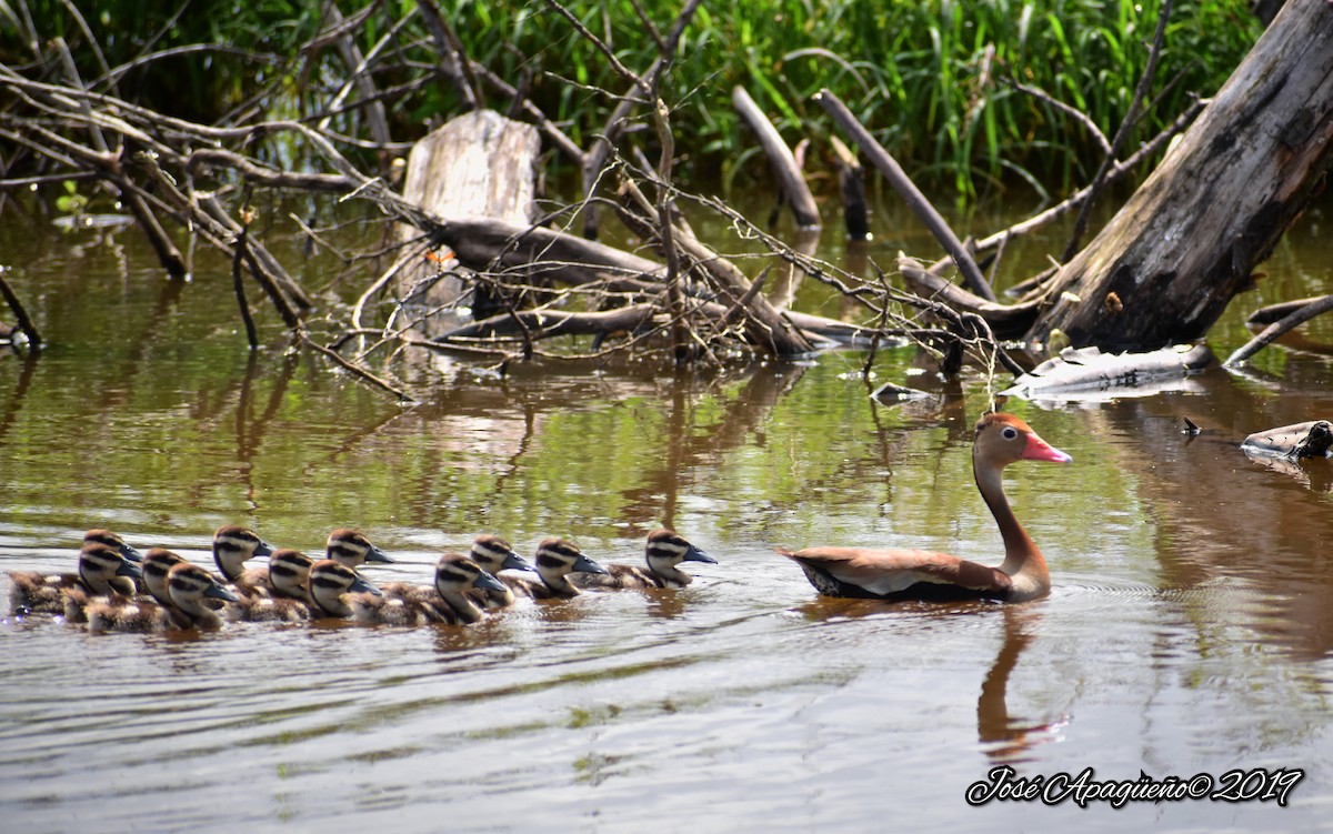 Dendrocygne à ventre noir - ML196872431