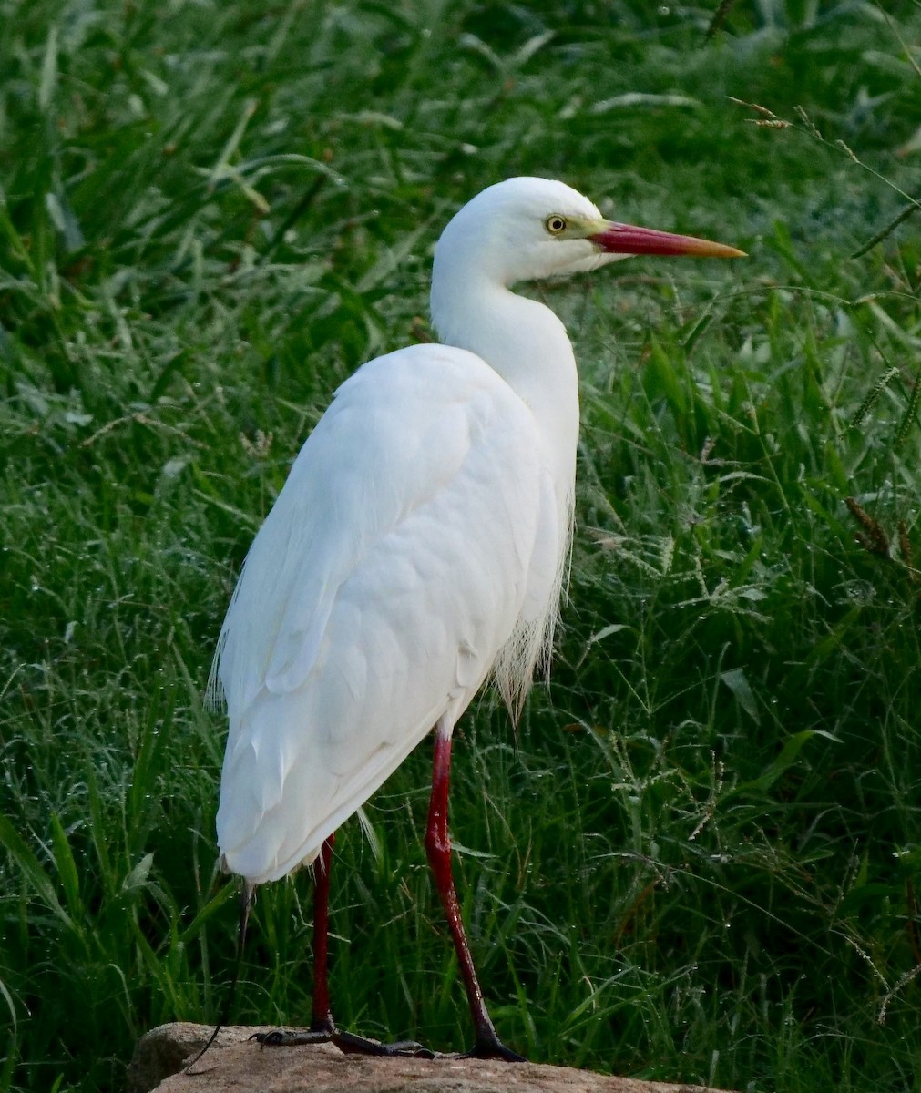 Plumed Egret - ML196872601