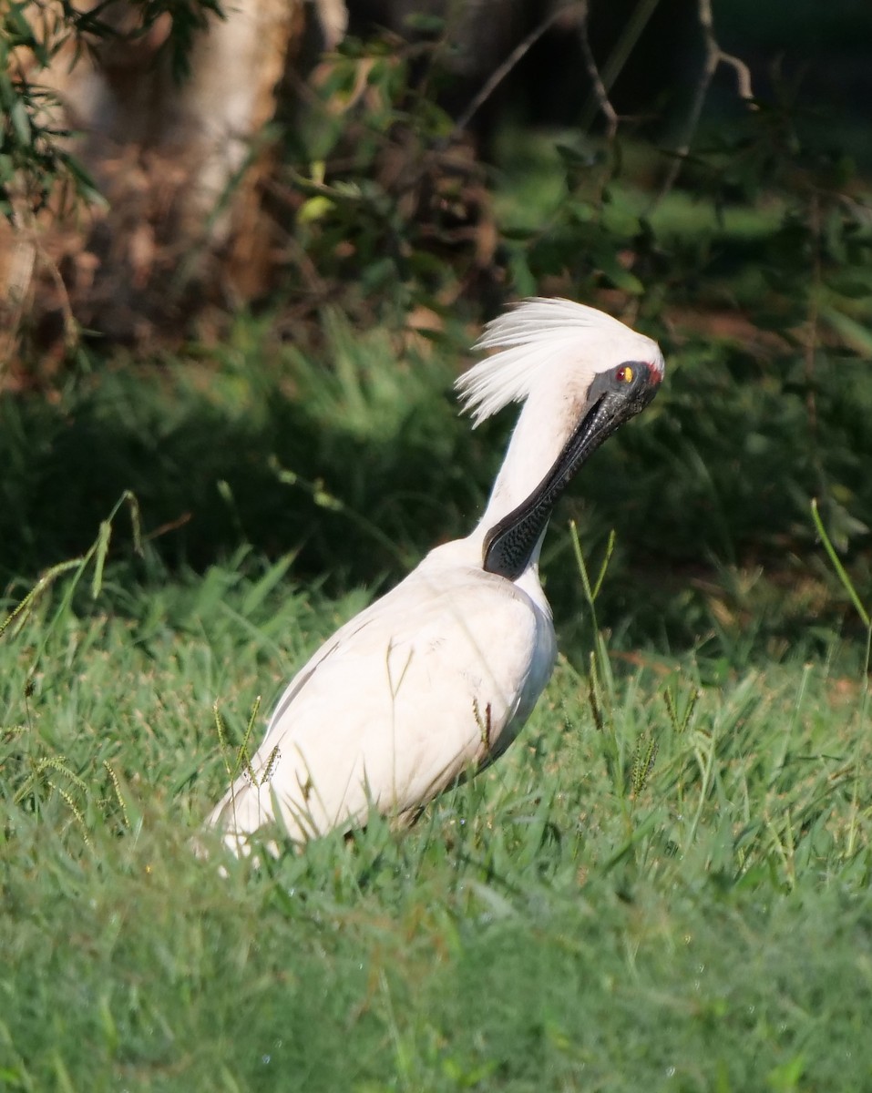 Royal Spoonbill - ML196872621