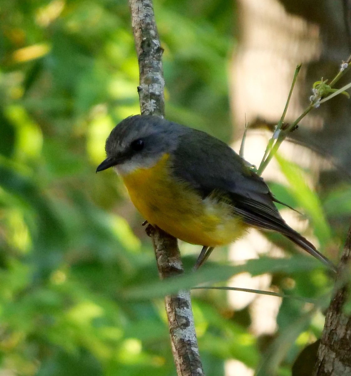 Eastern Yellow Robin - ML196872681