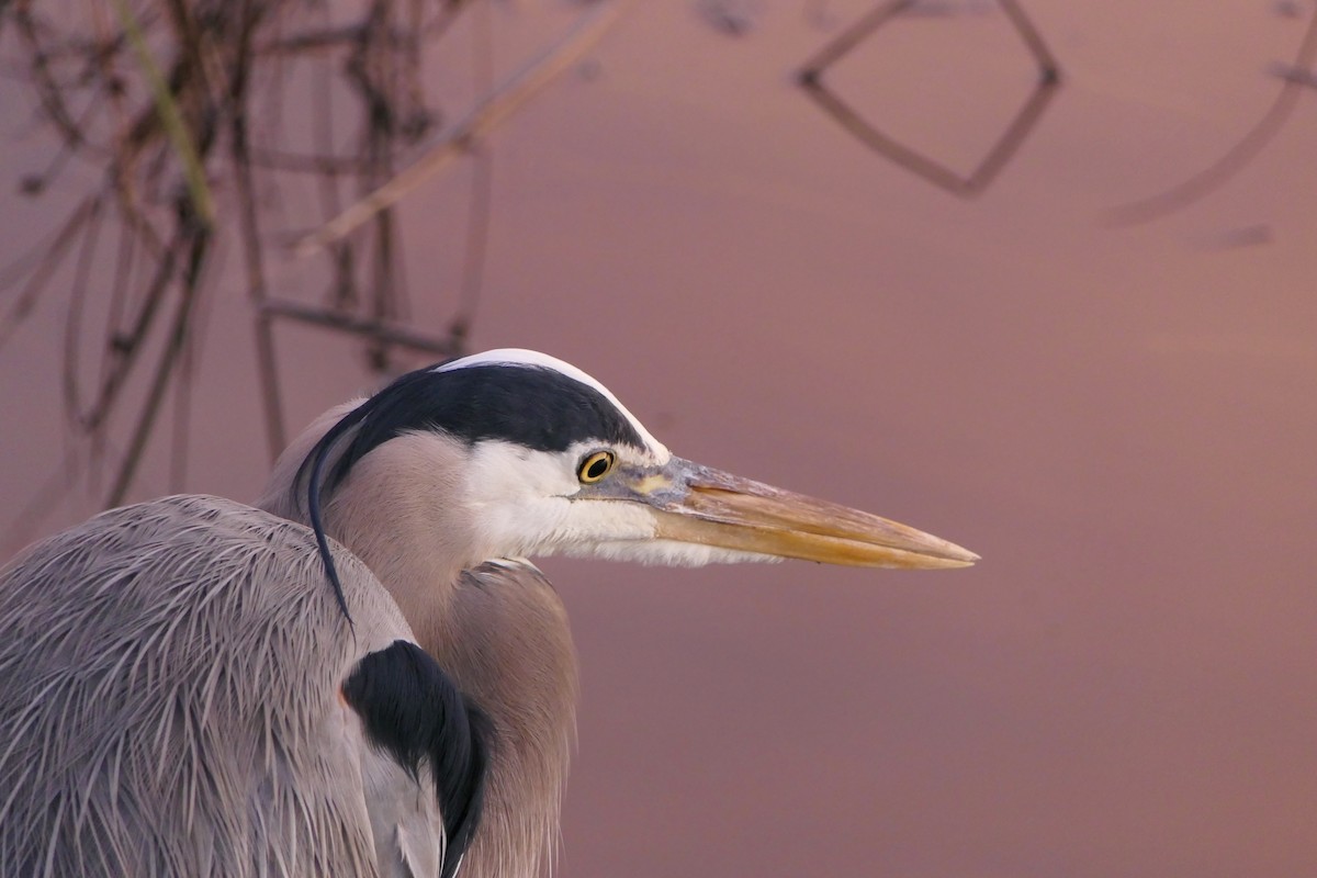 Great Blue Heron (Great Blue) - Derek Lecy