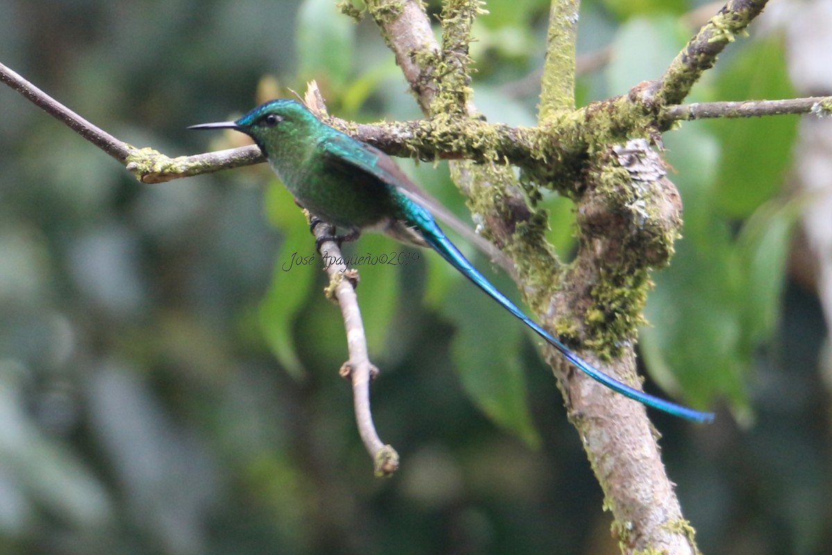 Long-tailed Sylph - José Orlando  Apagüeño Vásquez