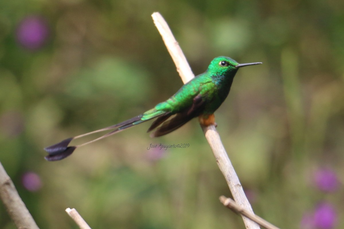 Peruvian Racket-tail - José Orlando  Apagüeño Vásquez