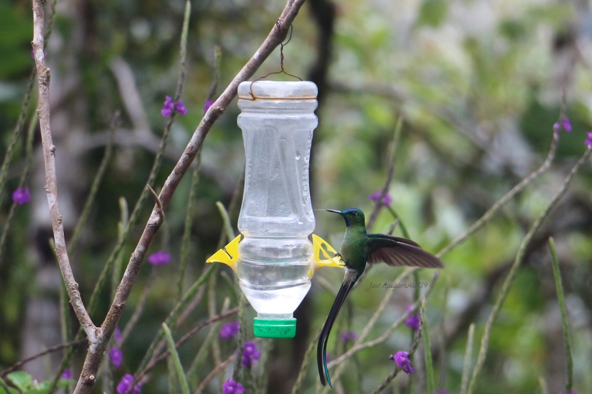 Long-tailed Sylph - José Orlando  Apagüeño Vásquez