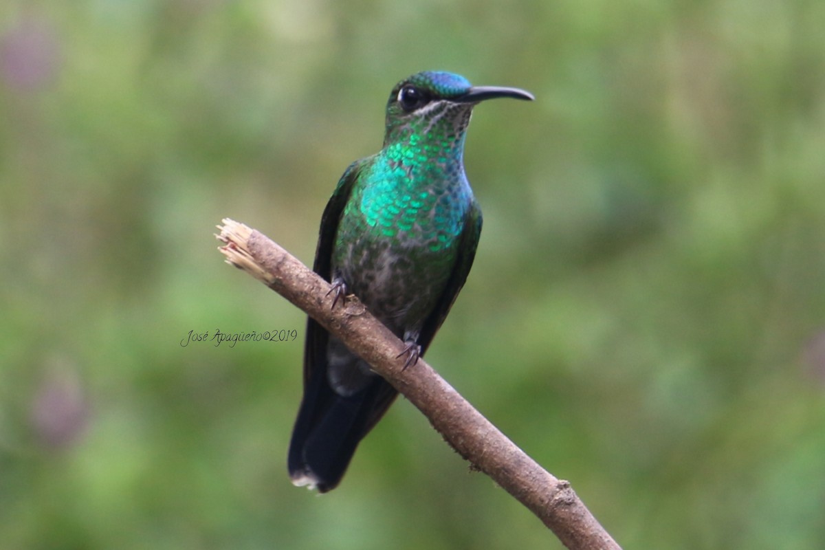 Violet-fronted Brilliant - José Orlando  Apagüeño Vásquez