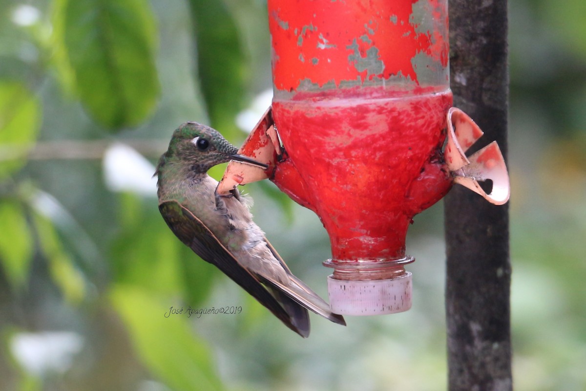 Fawn-breasted Brilliant - ML196874011