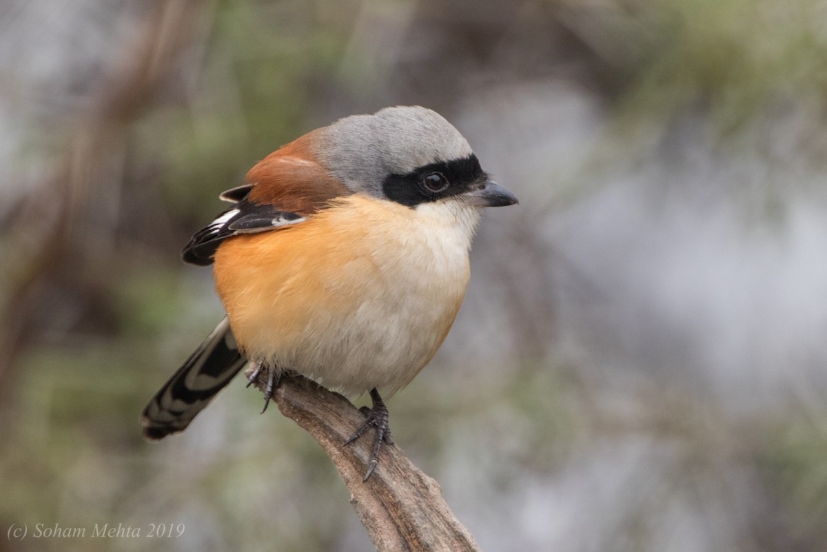 Bay-backed Shrike - Soham Mehta