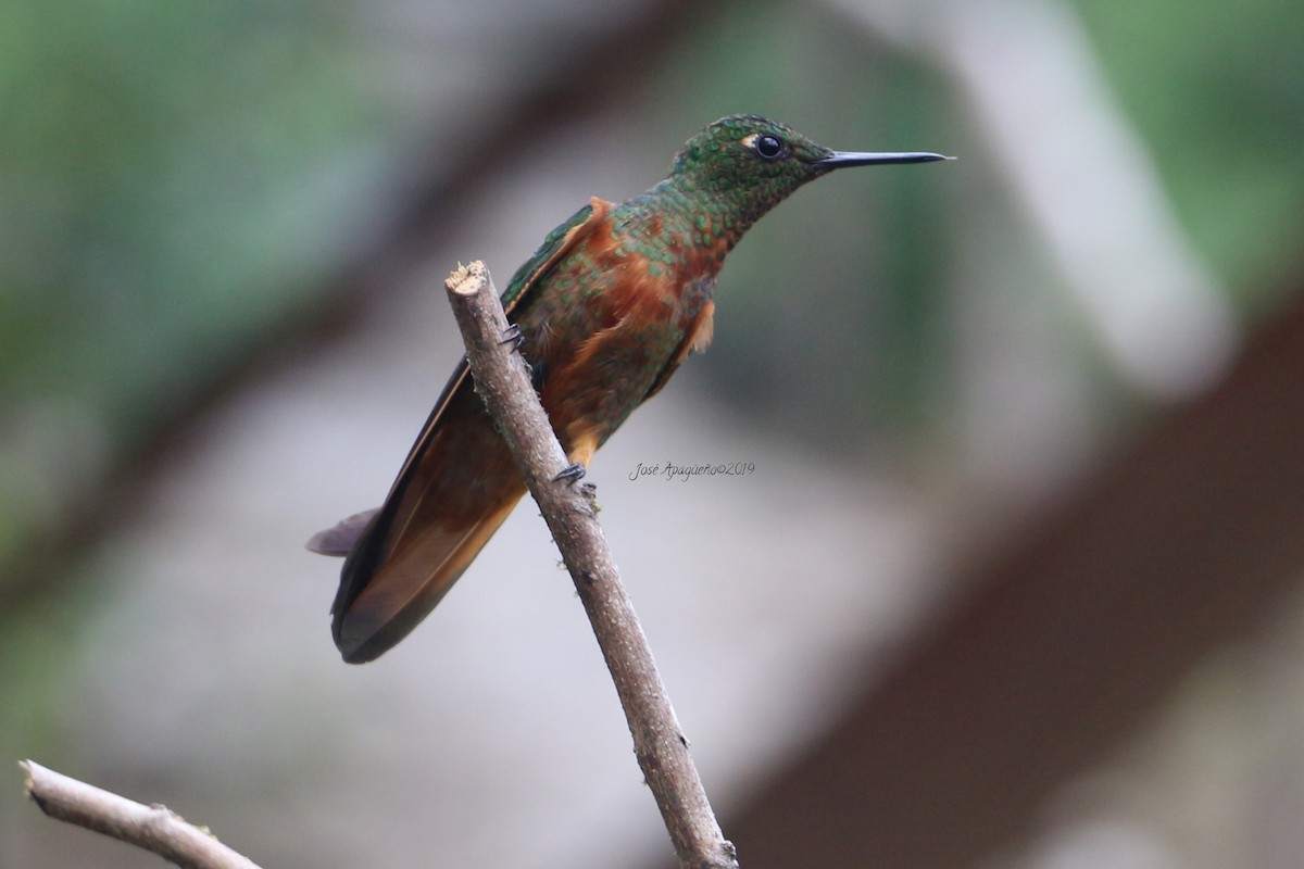 kolibřík peruánský - ML196874261