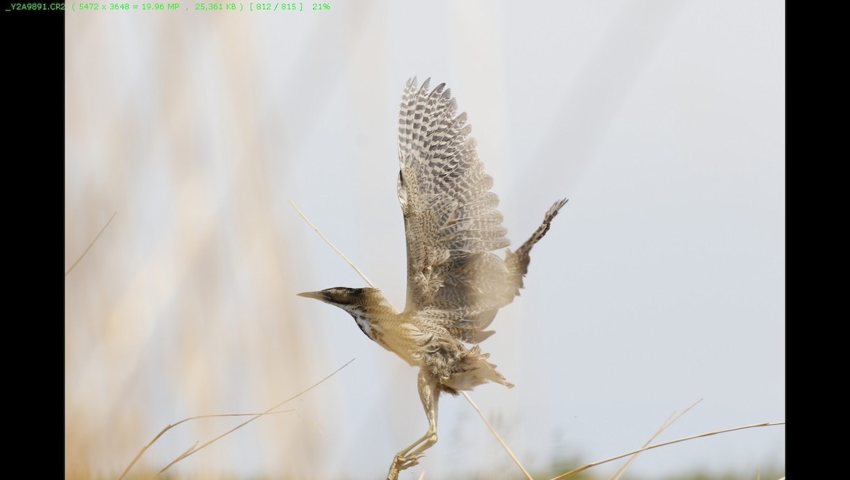 Great Bittern - ML196875631