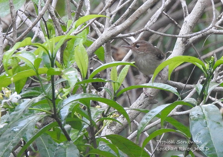 Tropical Scrubwren - ML196875971