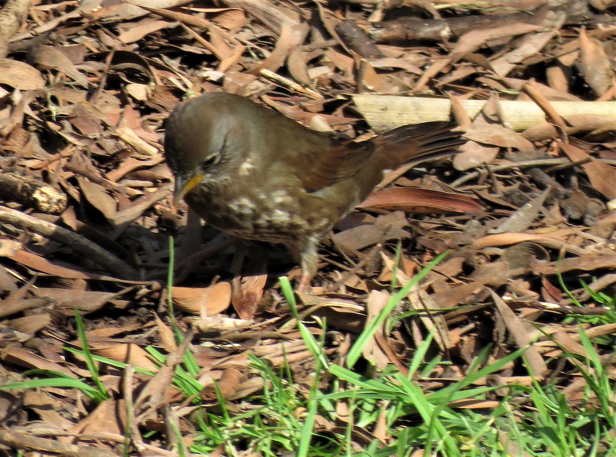 Fox Sparrow (Sooty) - ML196876201