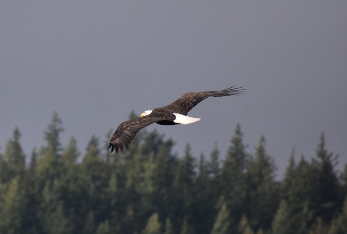 Bald Eagle - ML196877241