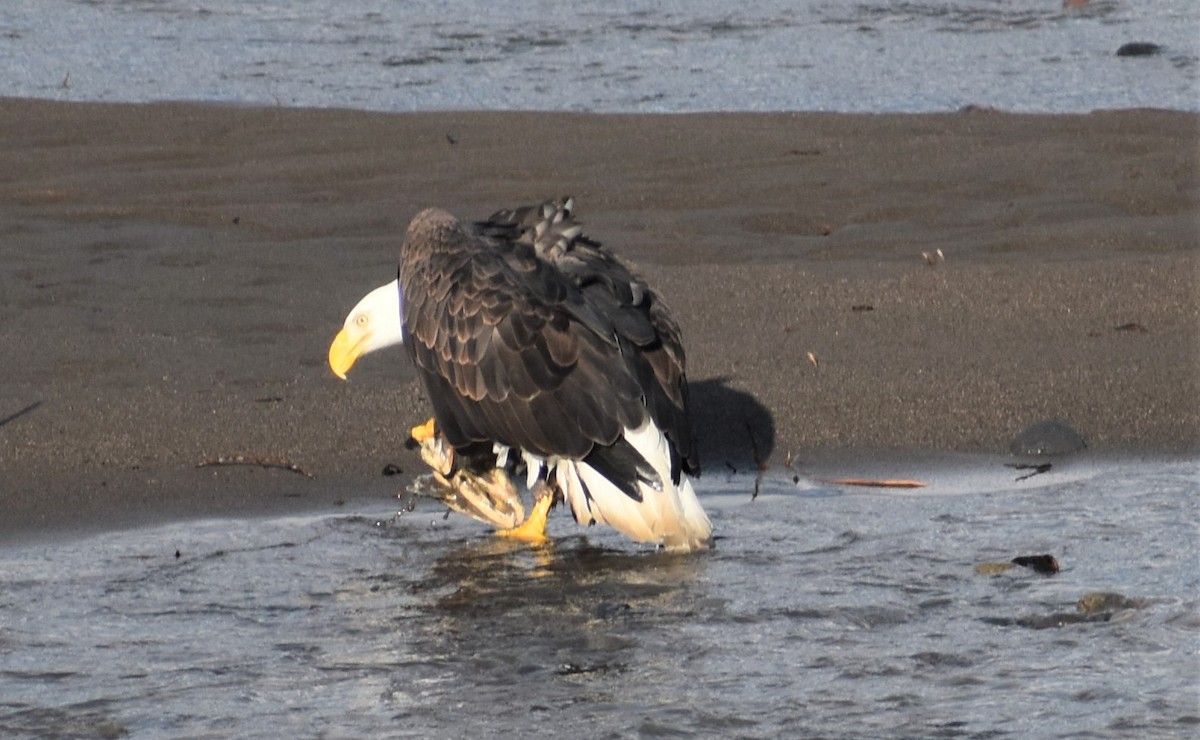 Bald Eagle - ML196877441