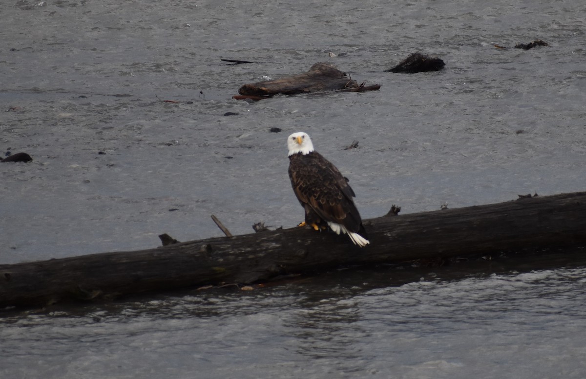 Bald Eagle - ML196877501