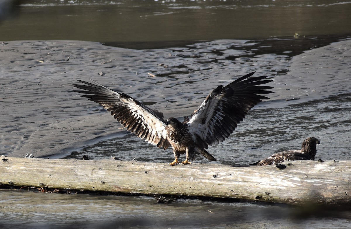 Bald Eagle - ML196877521