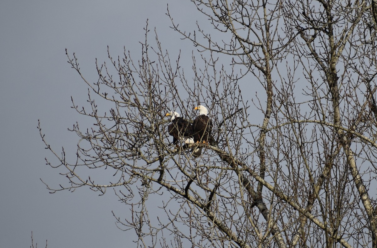 Bald Eagle - ML196877661