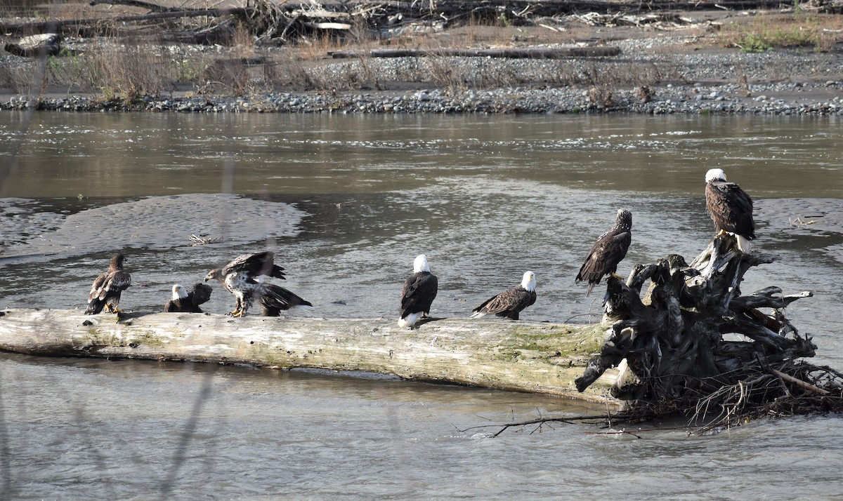 Bald Eagle - ML196877721
