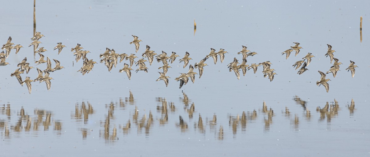 Sharp-tailed Sandpiper - ML196880071