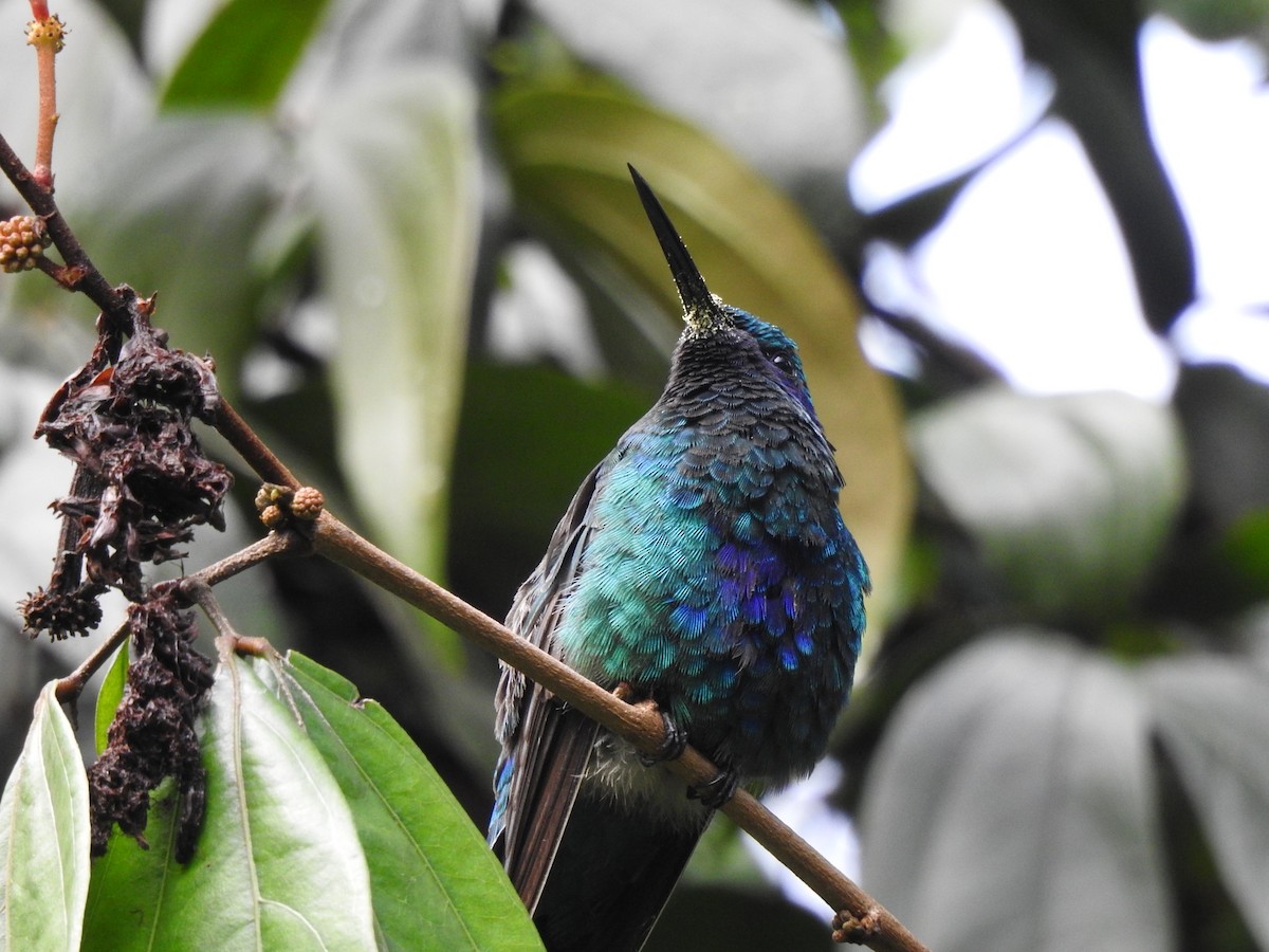 Sparkling Violetear - Chris Drysdale