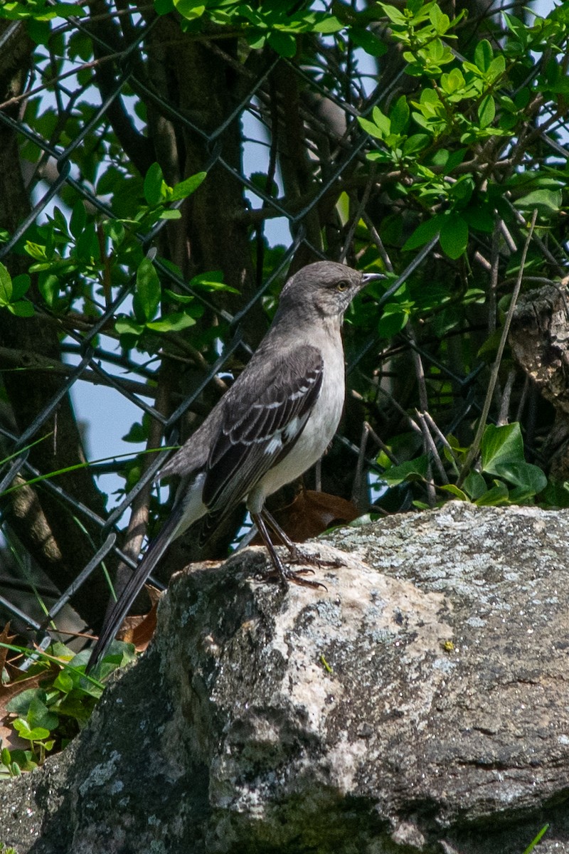 Northern Mockingbird - Mike Shanahan