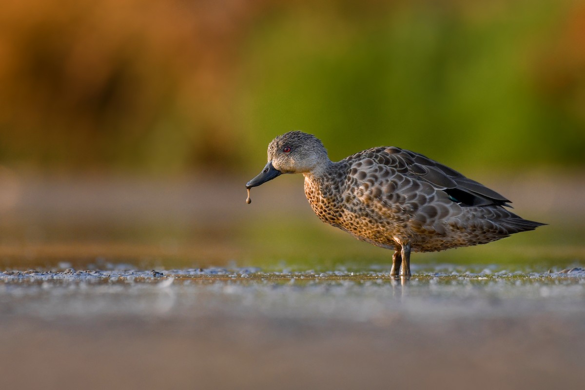 Chestnut Teal - ML196881261