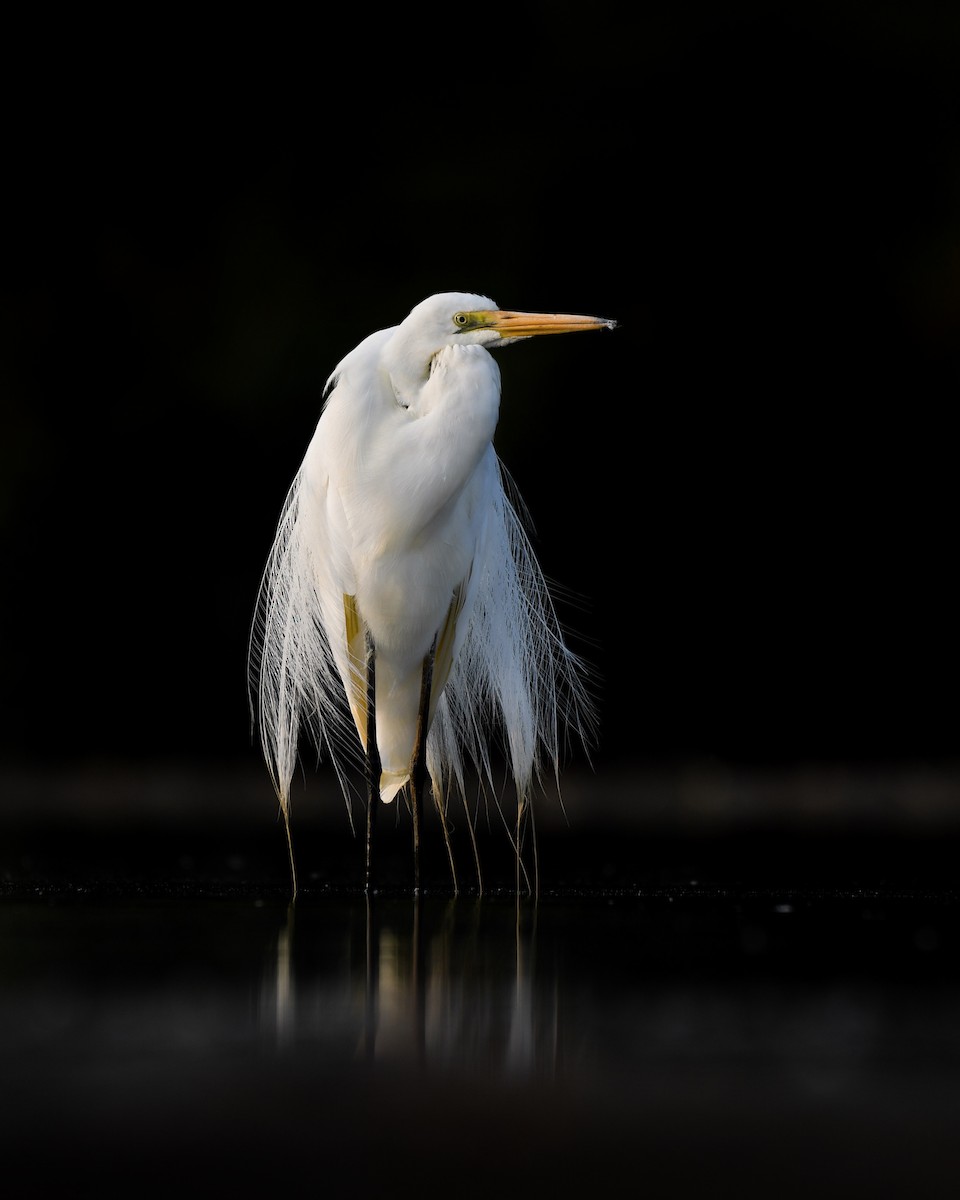 Great Egret - ML196881351