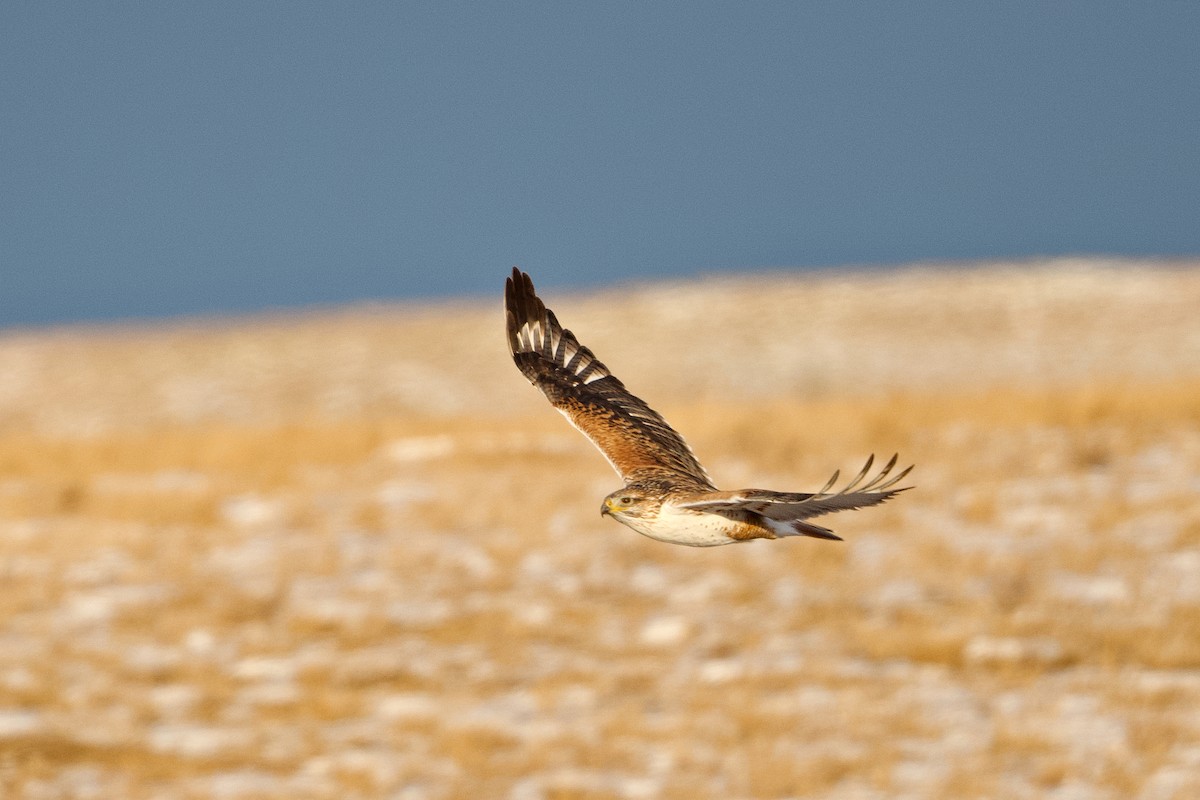 Ferruginous Hawk - Jonathan Nikkila