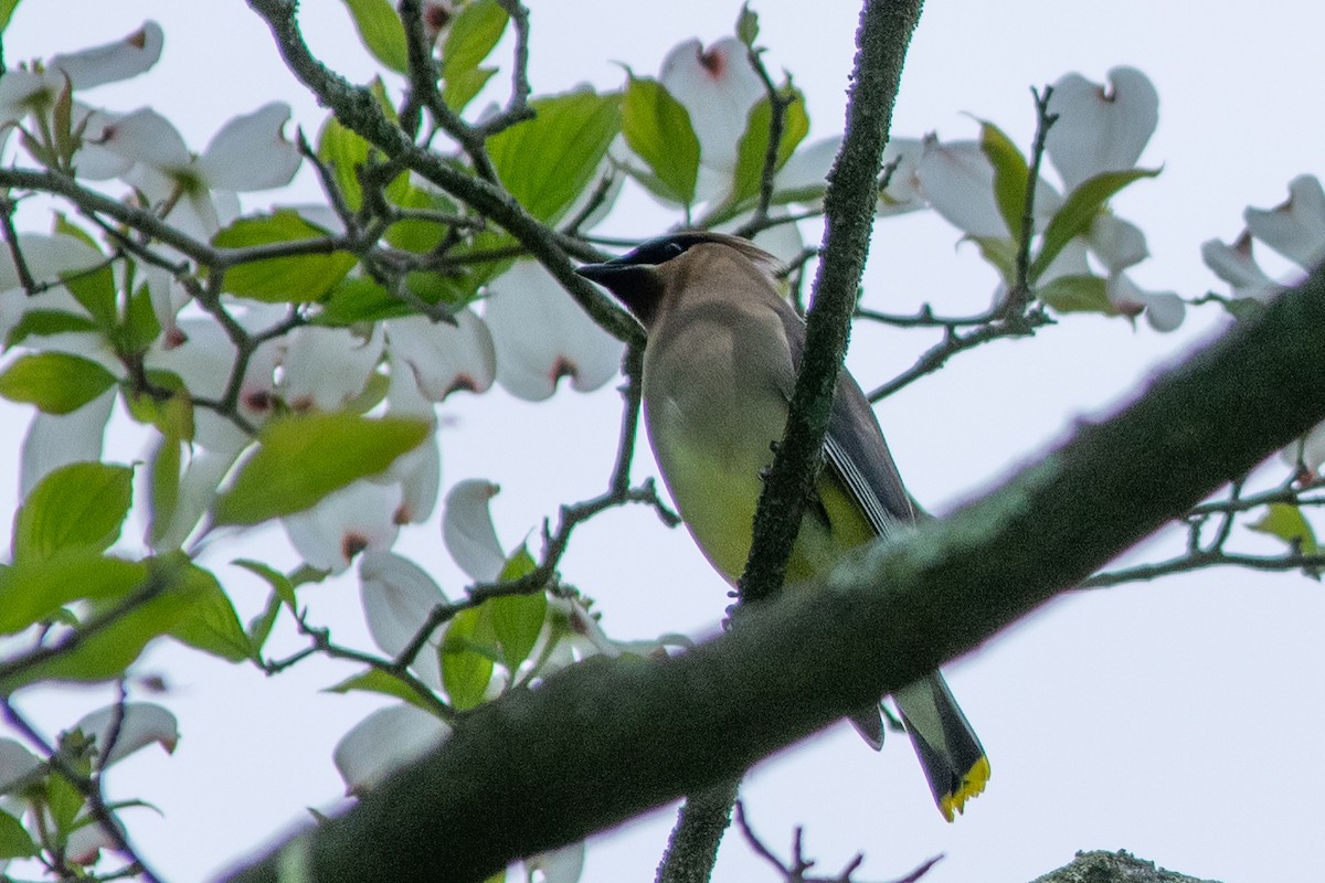 Cedar Waxwing - ML196881881