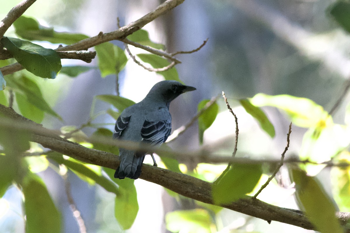 Sahul Cicadabird - ML196881951