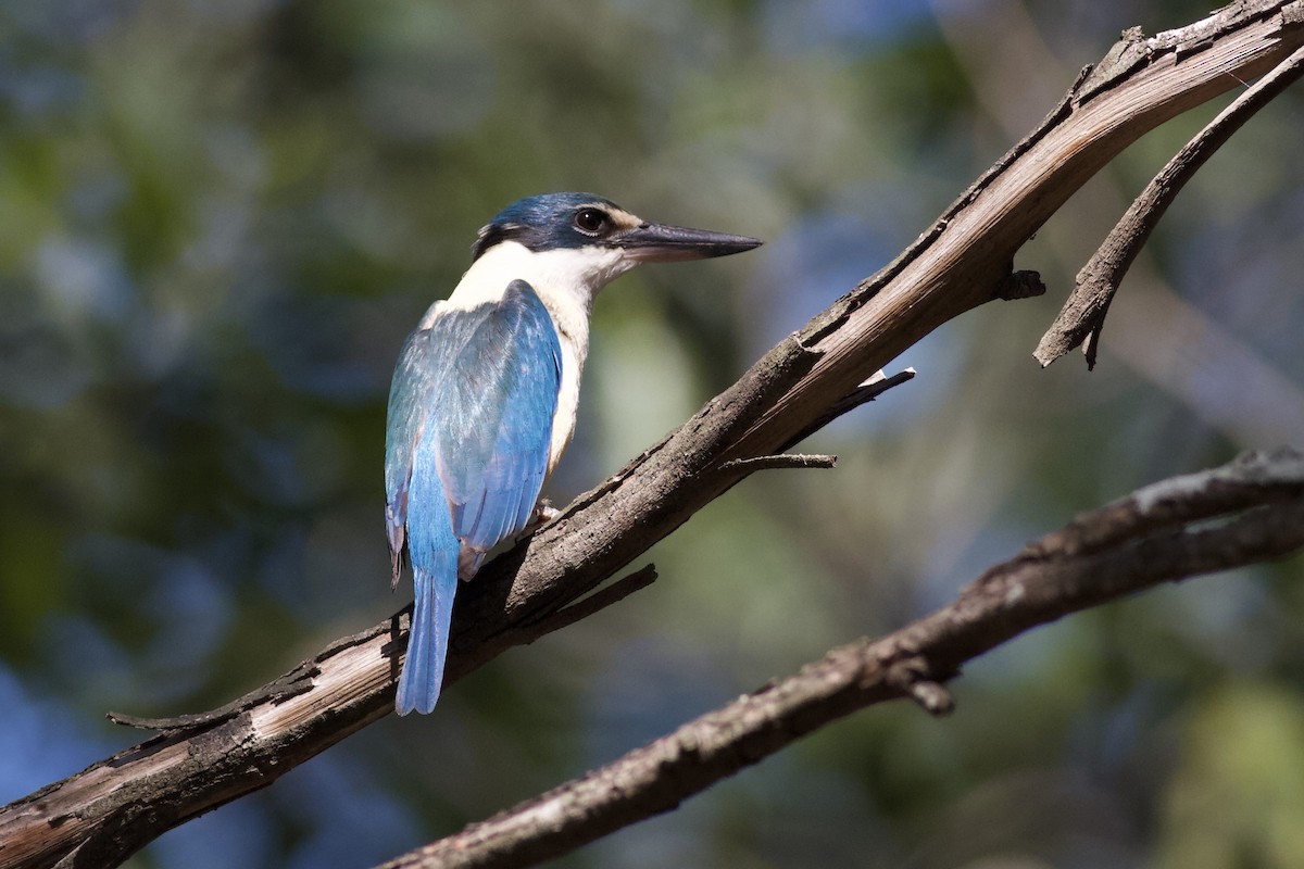 Sacred Kingfisher - ML196882071