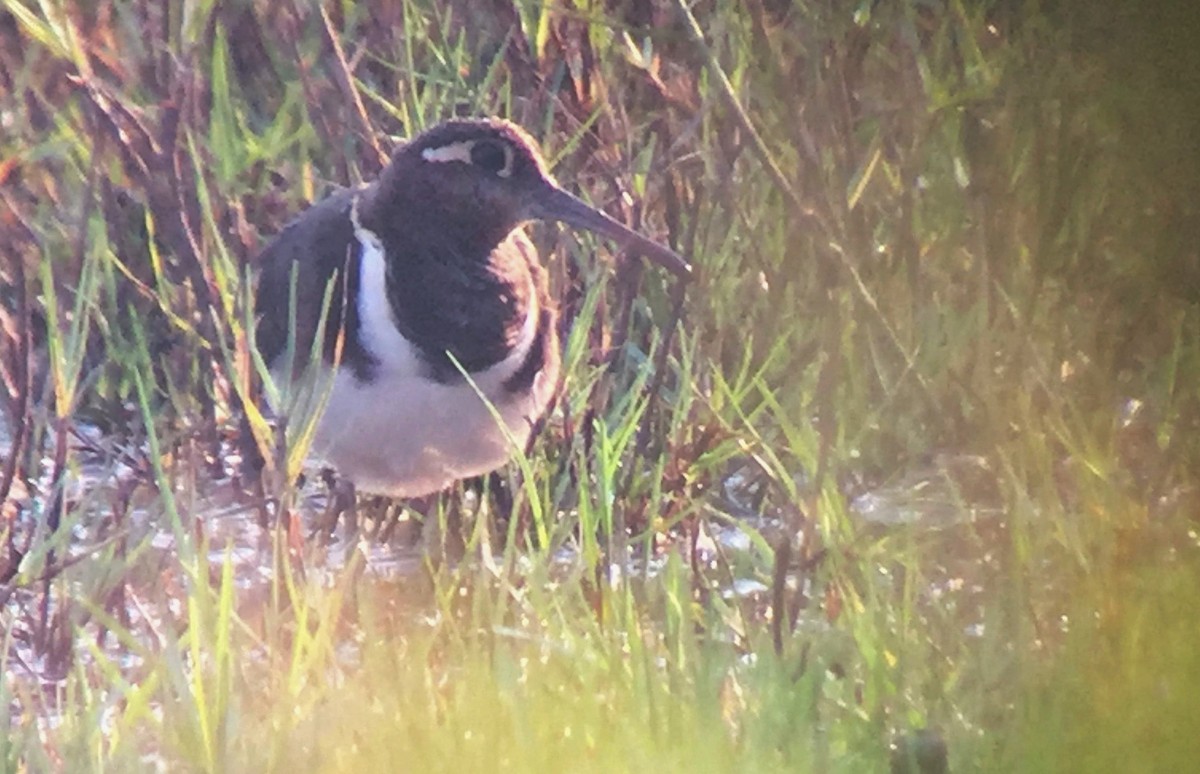 Greater Painted-Snipe - ML196882331