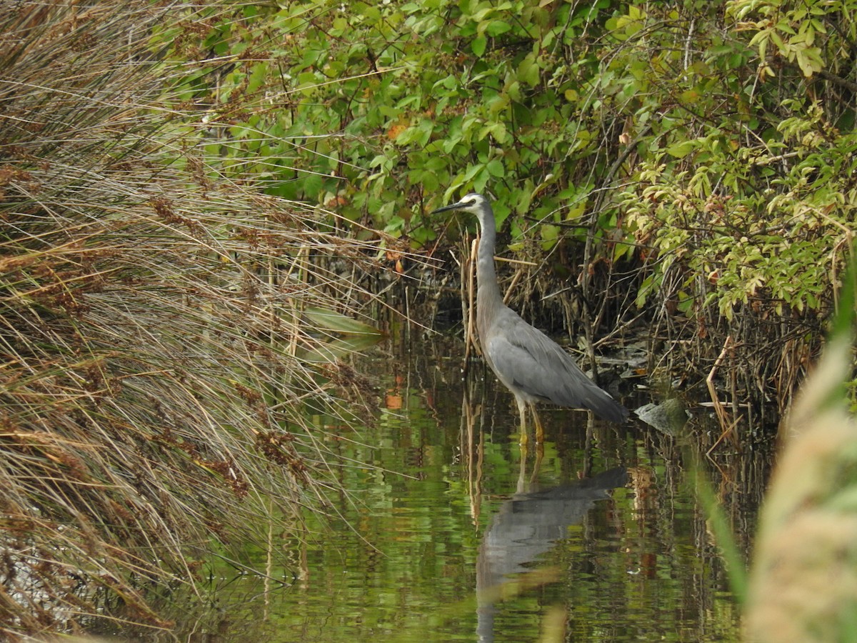 White-faced Heron - George Vaughan