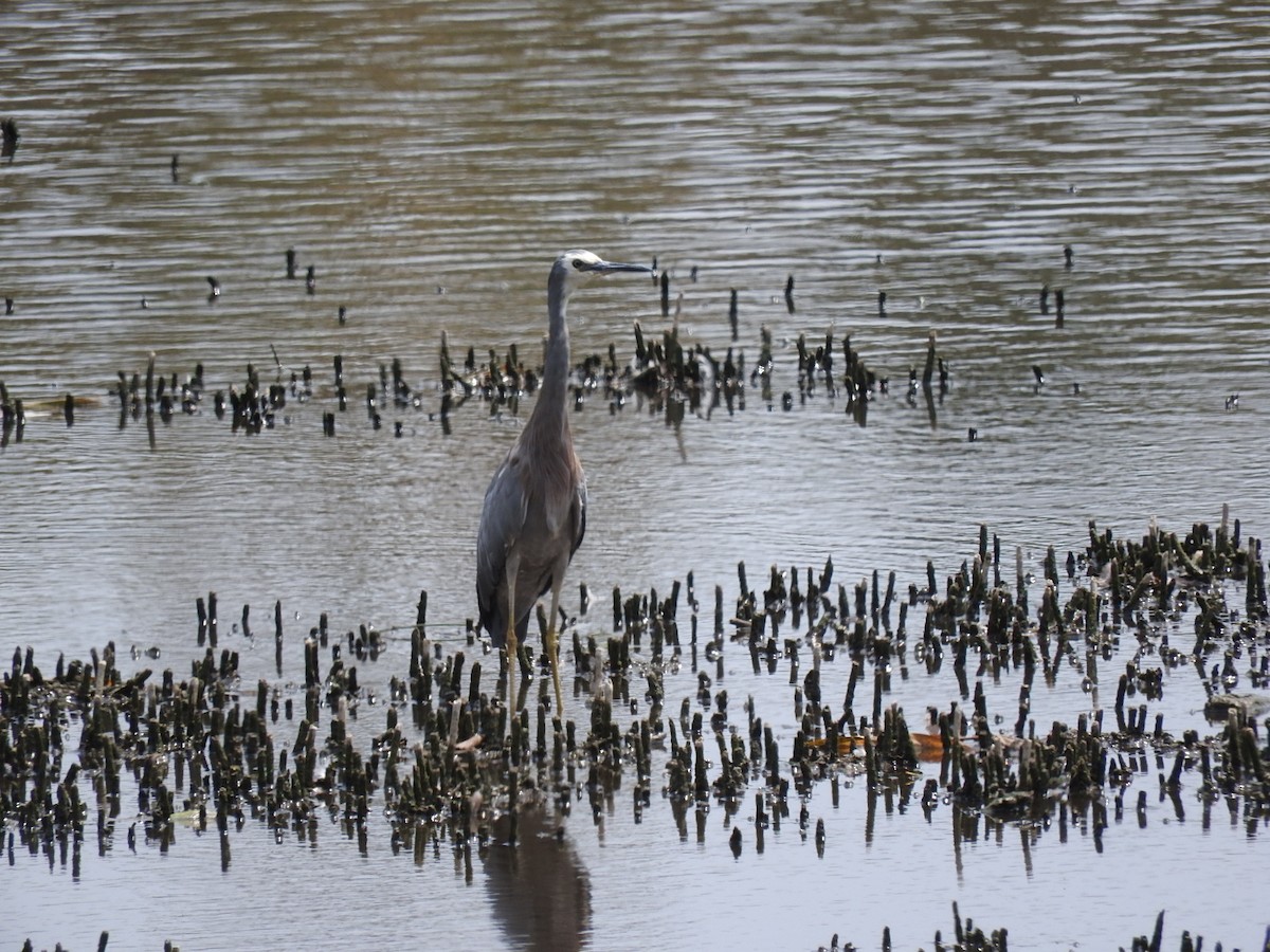 White-faced Heron - George Vaughan