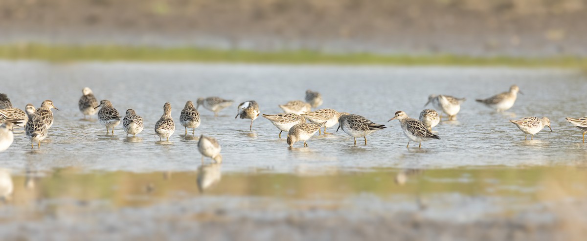 Sharp-tailed Sandpiper - ML196887861