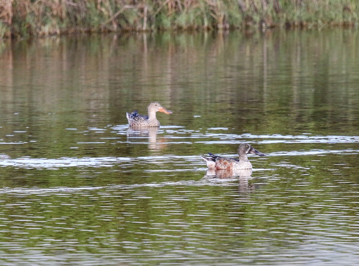 Northern Shoveler - ML196890301