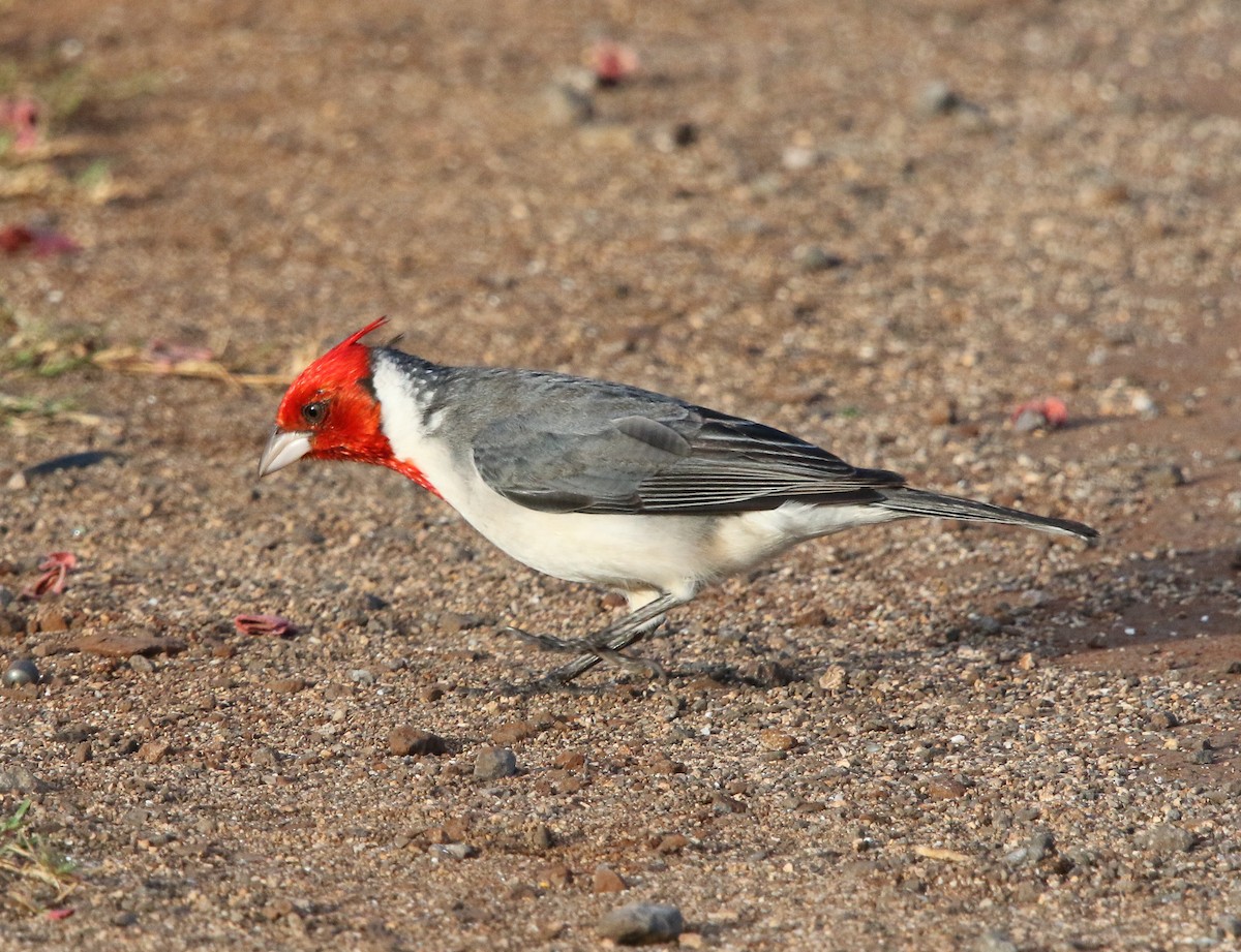 Red-crested Cardinal - ML196890611