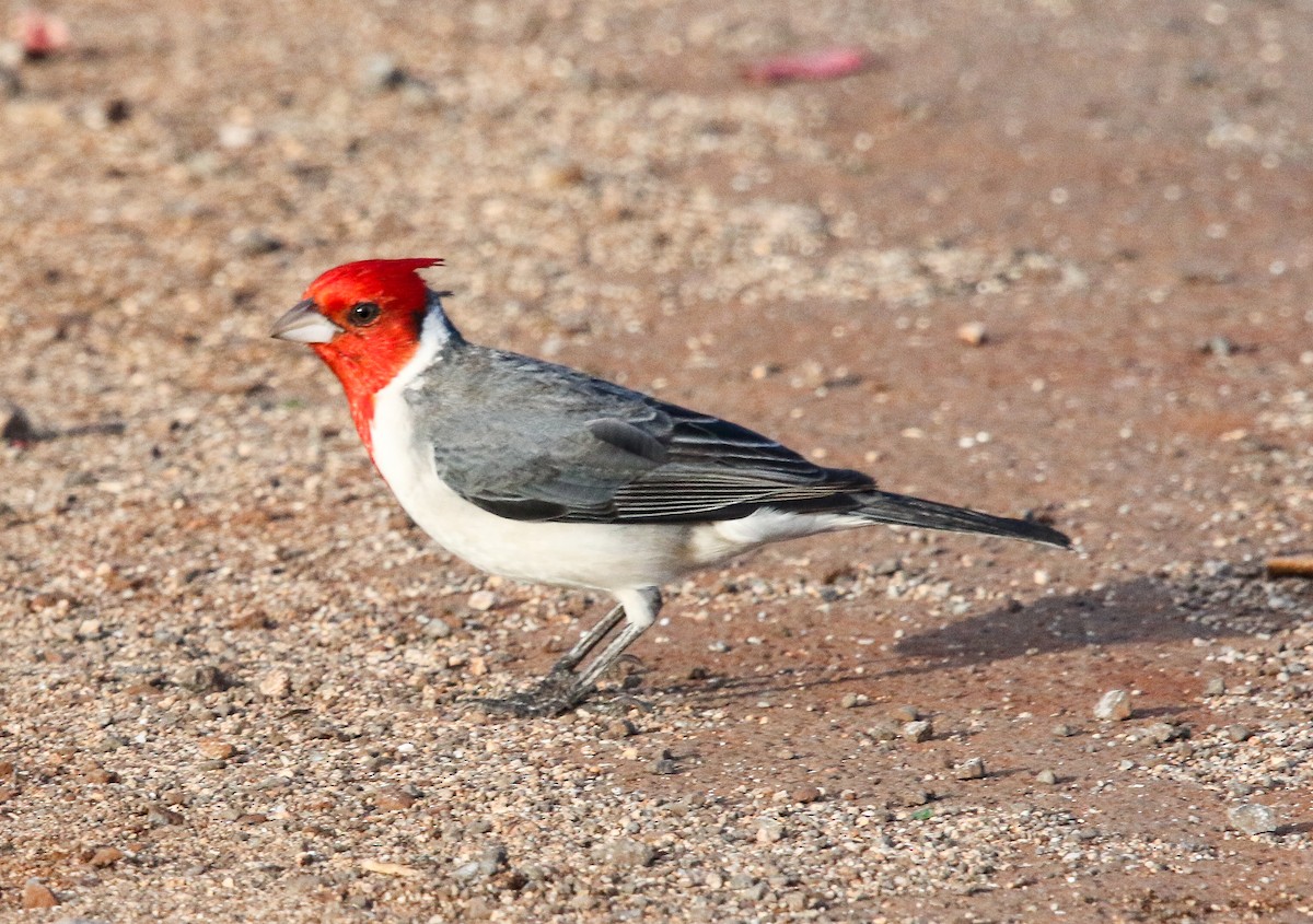 Red-crested Cardinal - ML196890621