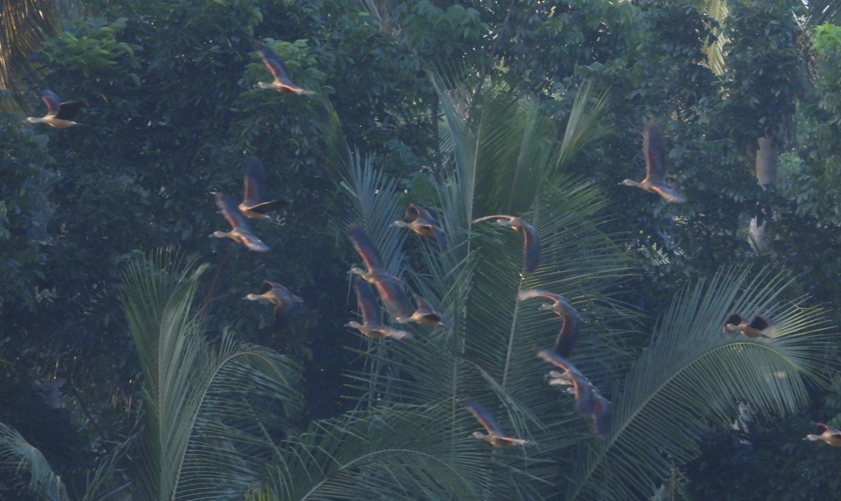 אווזון קטן - ML196891071