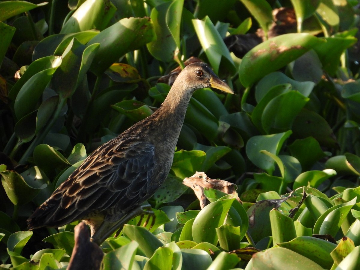 Watercock - ML196891151