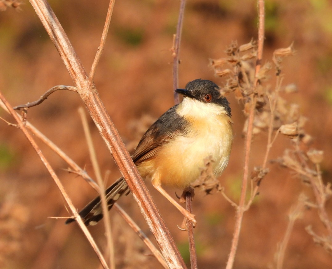 Ashy Prinia - ML196891171