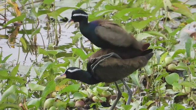 Bronze-winged Jacana - ML196891461