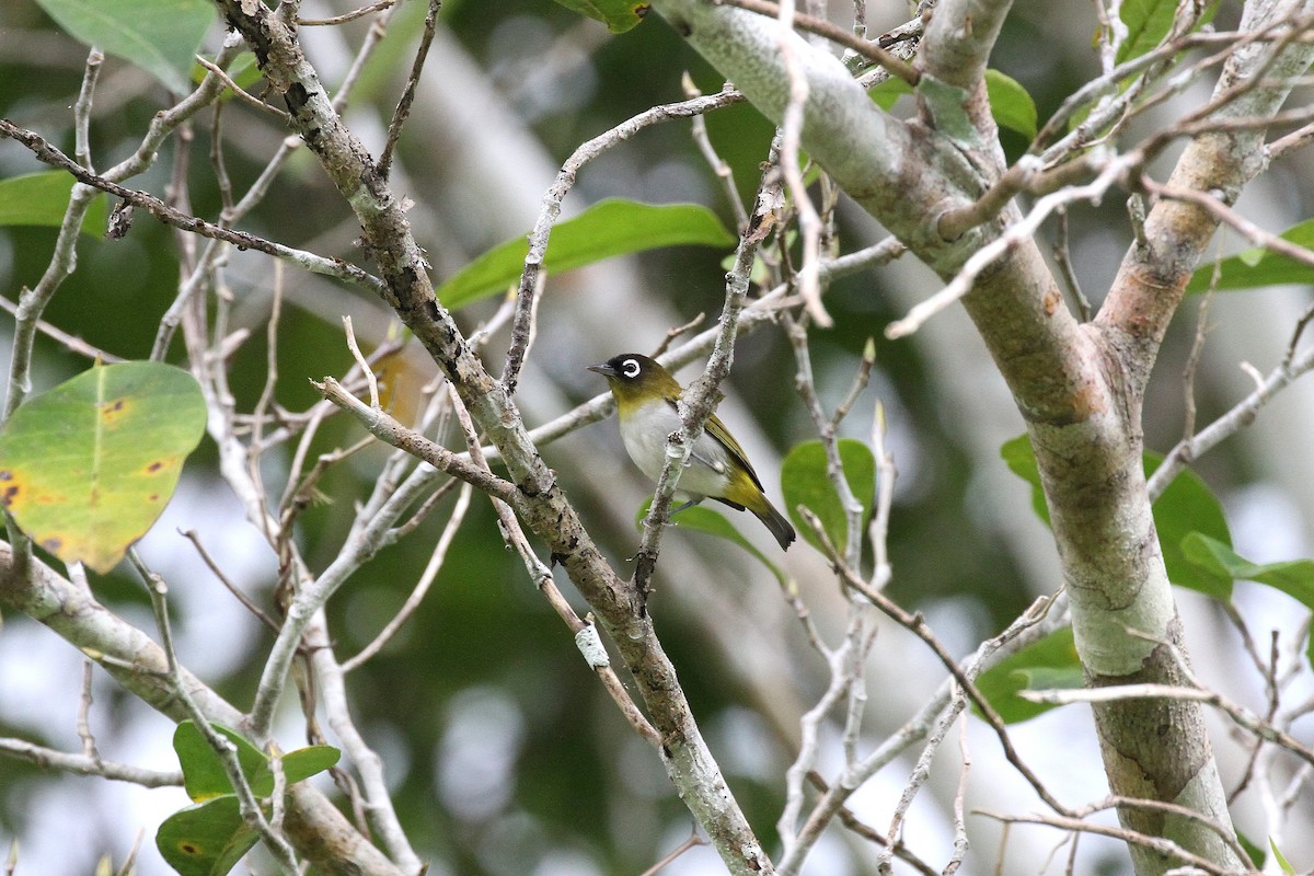 Seram White-eye - Rainer Seifert