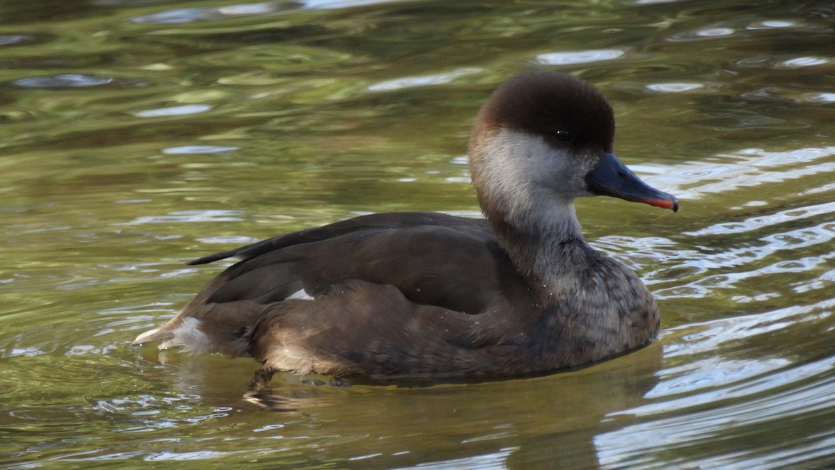 Red-crested Pochard - Alejandro Garcia