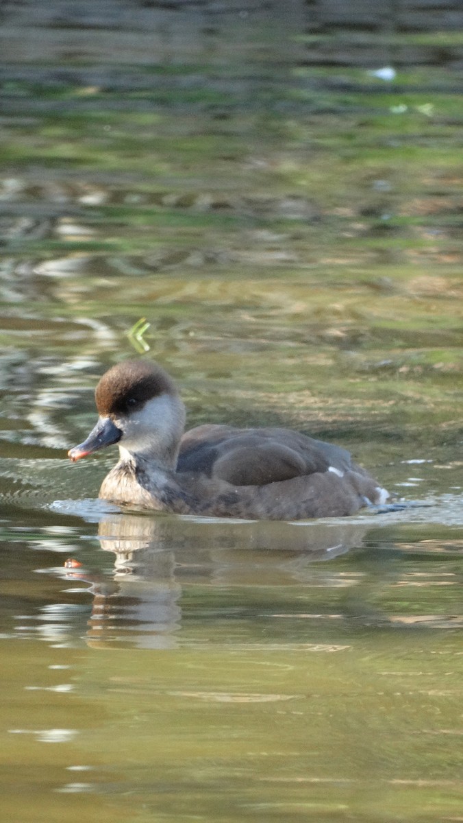 Red-crested Pochard - Alejandro Garcia