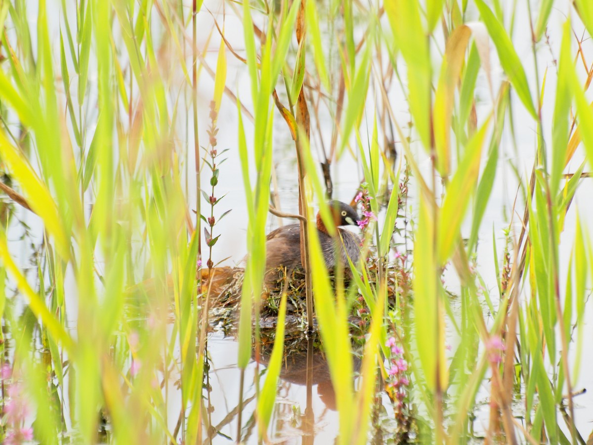 Little Grebe - Atsushi Shimazaki